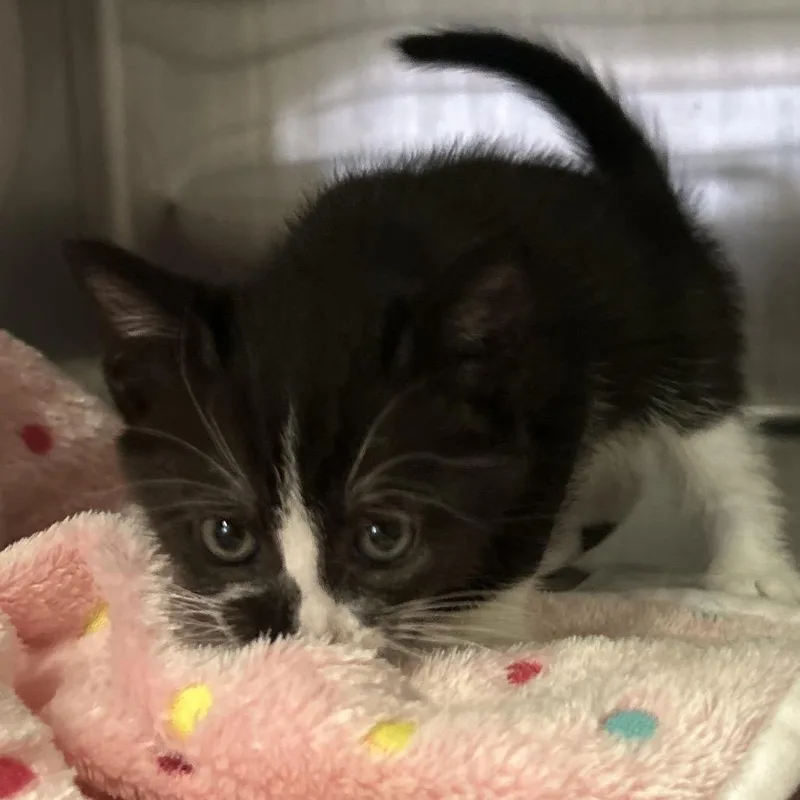 IVHSStray thumbnail 4