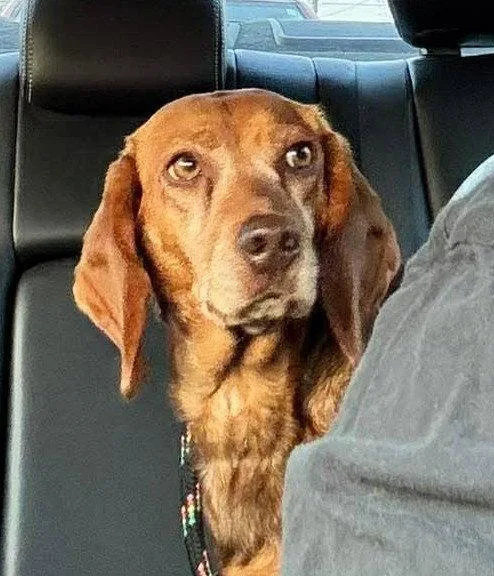 An adult small-sized female Beagle dog named Jade for adoption in Dunnellon, FL