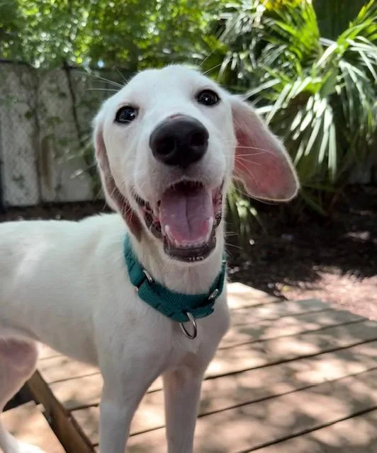 A baby medium-sized male Apricot / Beige Mixed Breed dog named Quarter for adoption in Charleston, SC