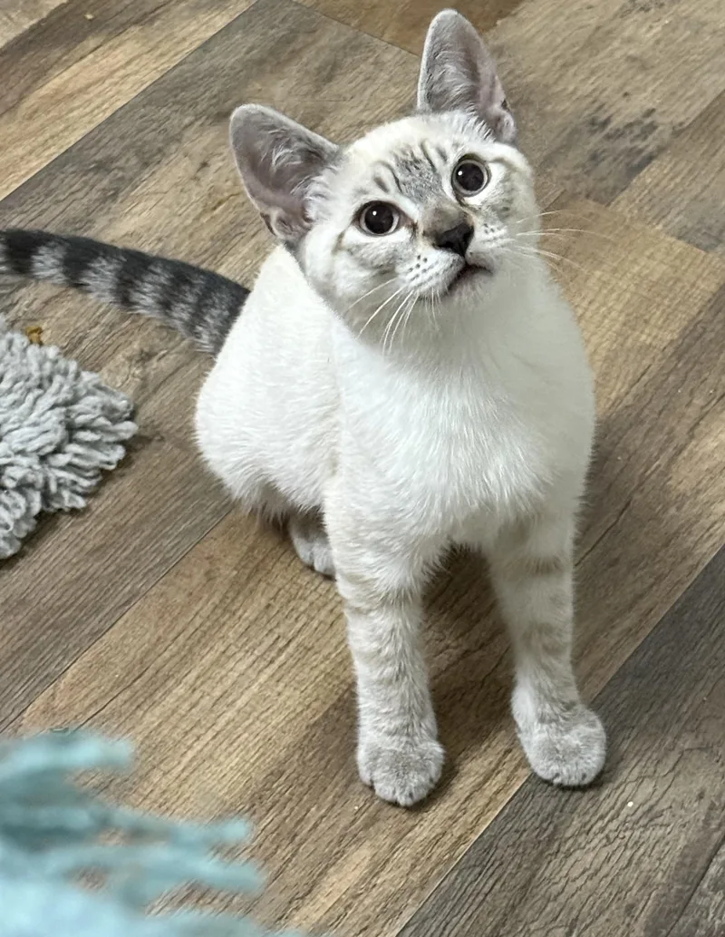 A baby medium-sized female Blue Point Siamese cat named Emily for adoption in Oakley, CA