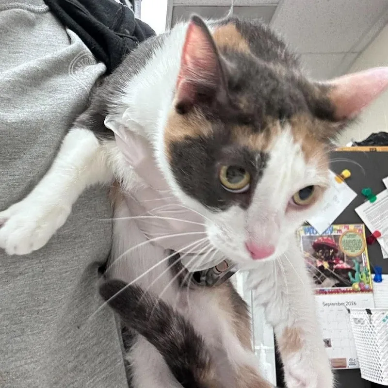 An adult medium-sized female Orange / Red Domestic Short Hair cat named Penelope for adoption in Bastrop, TX