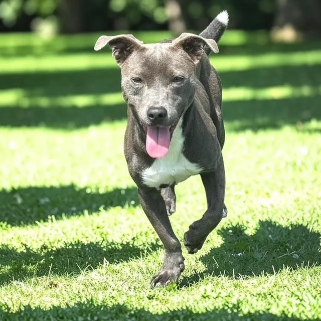 Lulu
