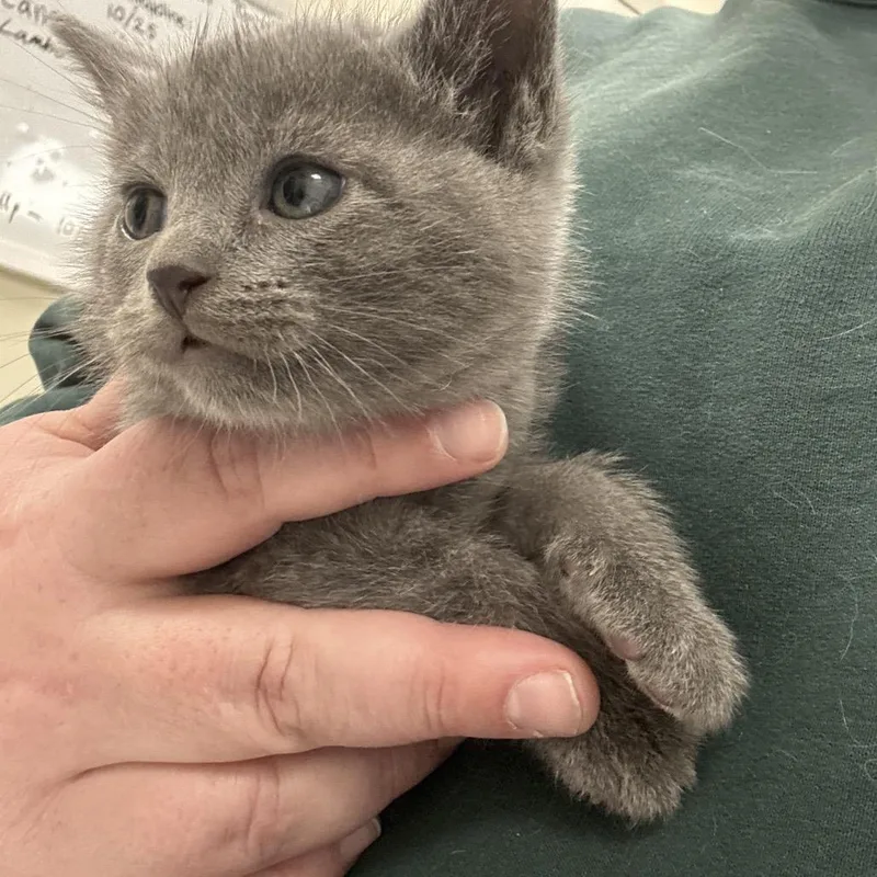 An adult large-sized male Gray / Blue / Silver Domestic Short Hair cat named Milo for adoption in Tulsa, OK