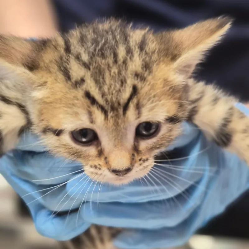 A baby small-sized female Brown / Chocolate Domestic Short Hair cat named Pink for adoption in Newark, NJ