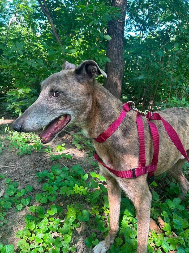 Thunder