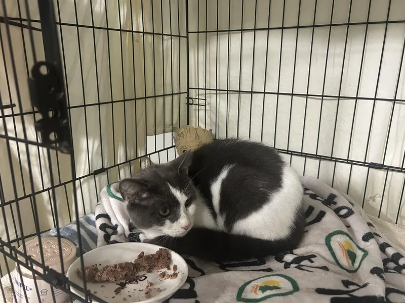 An adult medium-sized female Domestic Short Hair cat named Charlie Female Adult for adoption in West Nyack, NY