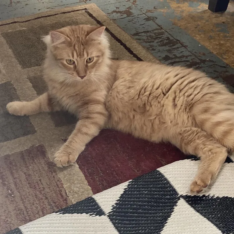 Apollo