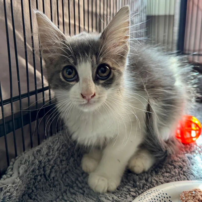 A baby small-sized male Gray / Blue / Silver Domestic Medium Hair cat named Prince Harry for adoption in Fredericksburg, TX