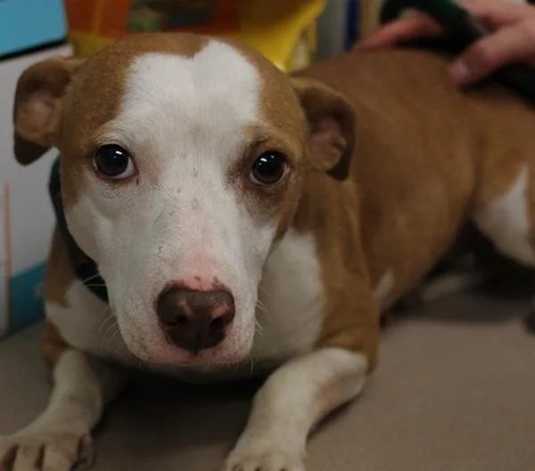 A senior medium-sized female Terrier dog named Elsa for adoption in Salisbury, MD