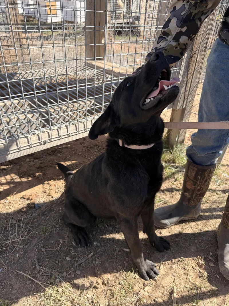 A young medium-sized male Labrador Retriever dog named Mil for adoption in Midway, UT