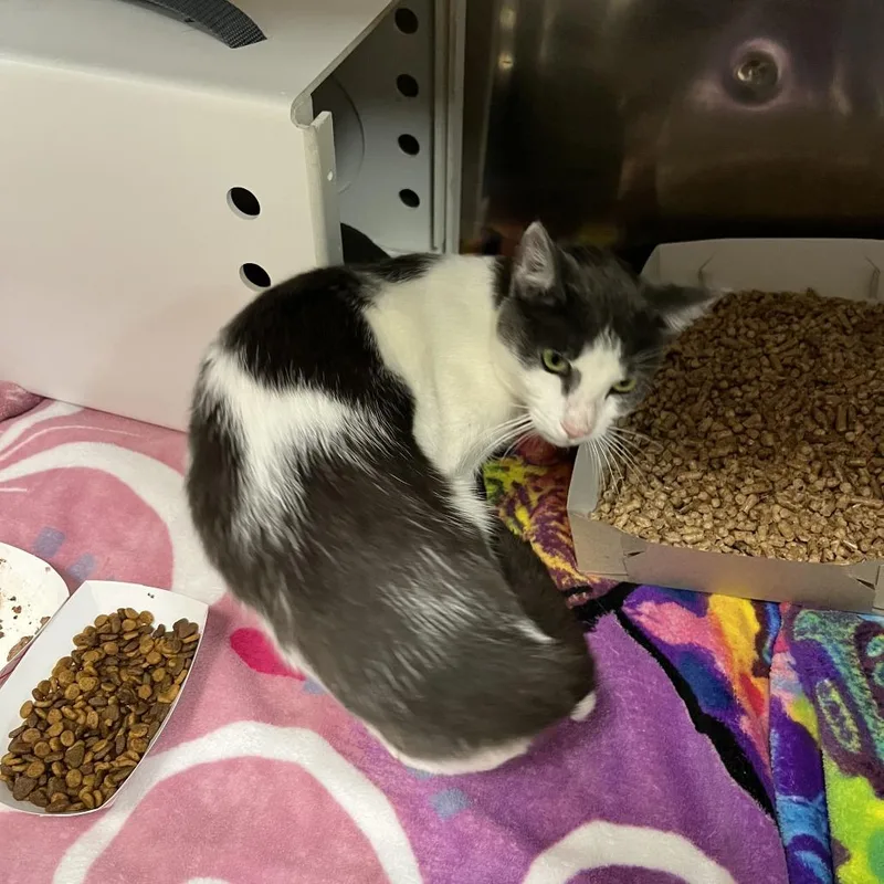An adult medium-sized female Domestic Short Hair cat named Darla for adoption in Perkiomenville, PA