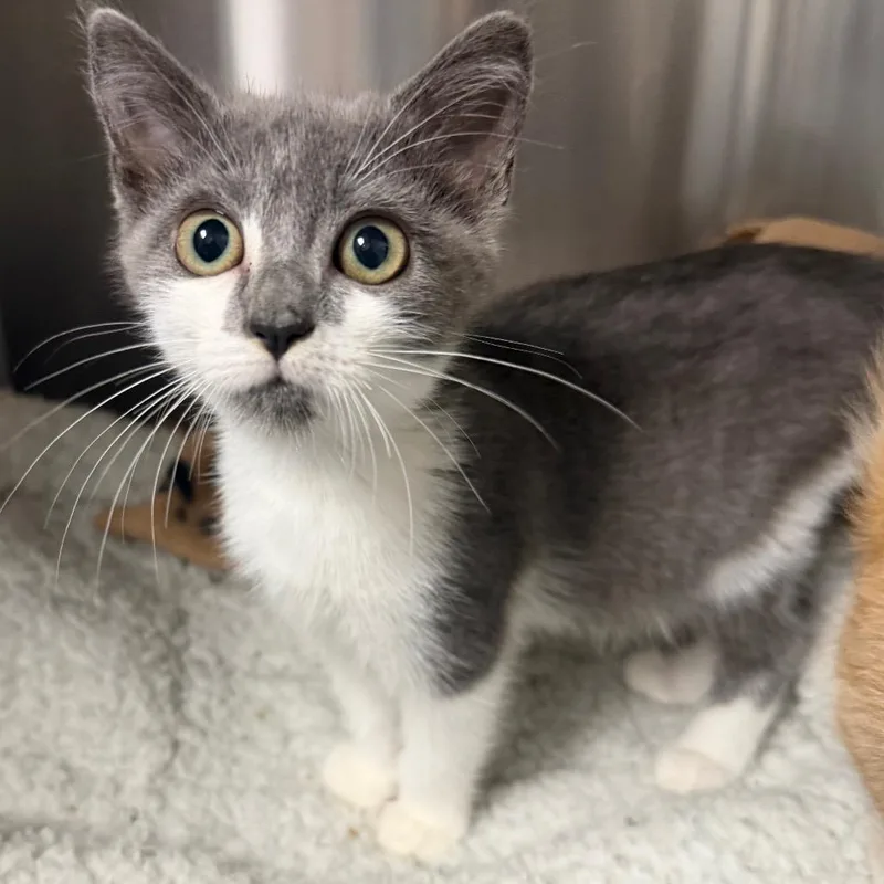 A baby small-sized female Gray / Blue / Silver Domestic Short Hair cat named Sam Sparks for adoption in Waynesville, NC