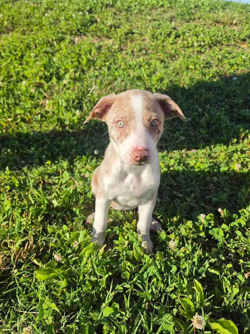 A baby medium-sized female Australian Shepherd dog named Poppy for adoption in Columbia, MD