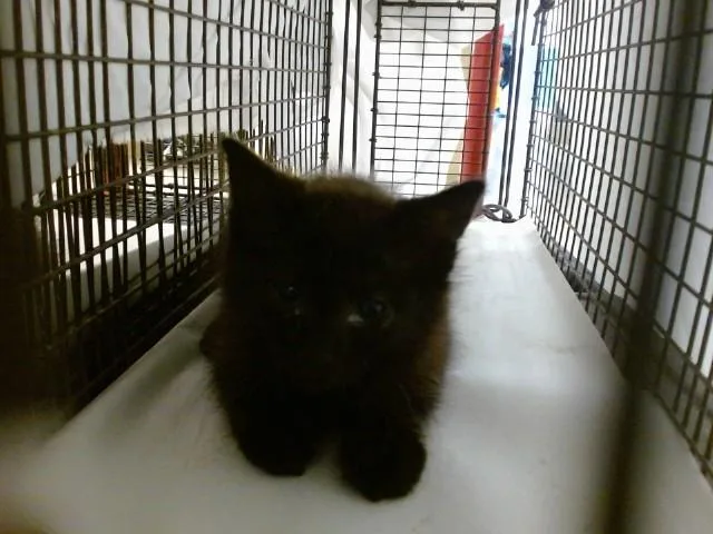 A baby small-sized female Domestic Short Hair cat named Paula for adoption in Miami, FL