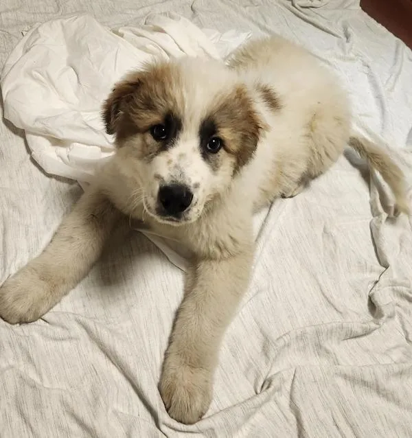 A baby extra large-sized male Great Pyrenees dog named Cedric for adoption in Oakland, CA