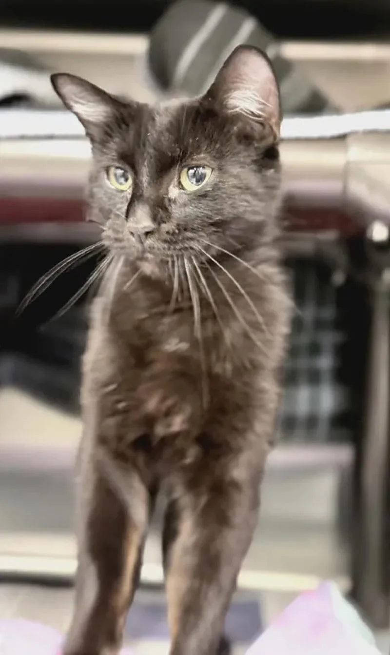A young small-sized female Black Domestic Short Hair cat named Khalia for adoption in Fruit Heights, UT