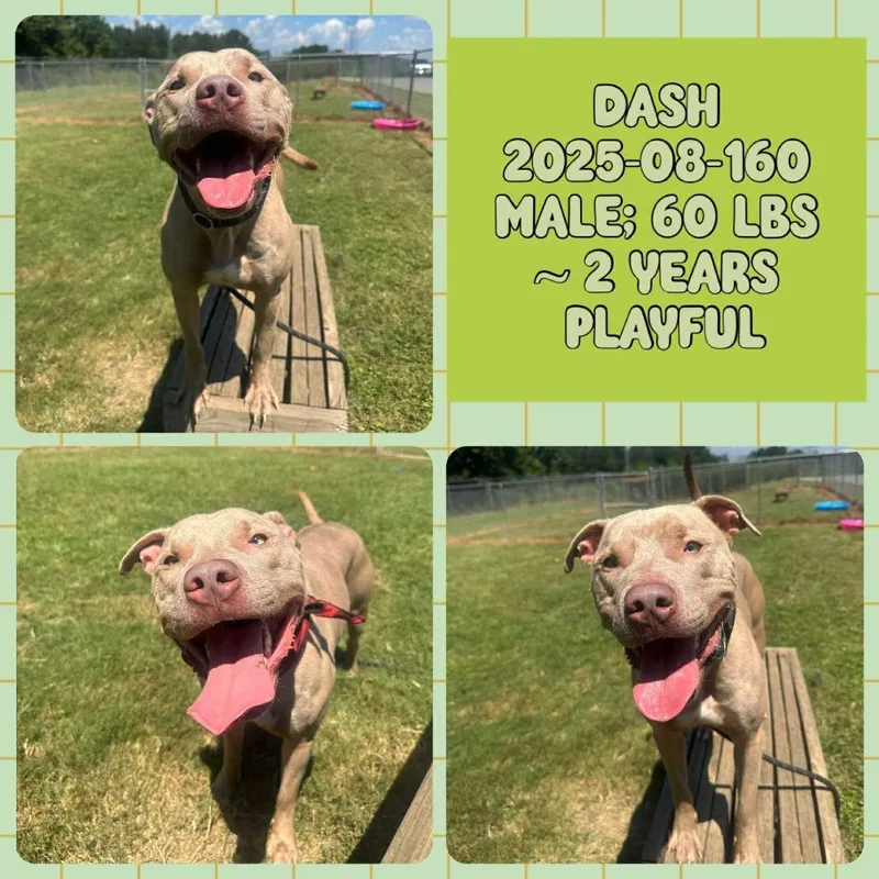 Dash thumbnail 2