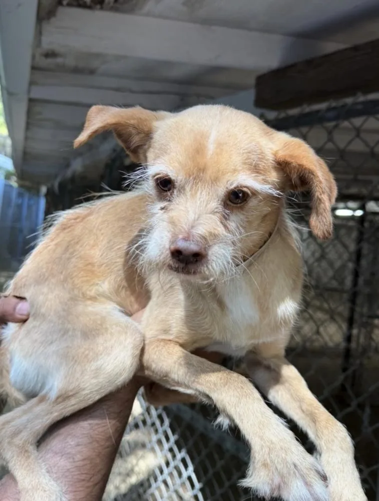 A young small-sized male White / Cream Terrier dog named Mario for adoption in Manhattan, NY