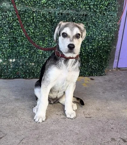 A baby small-sized female German Shepherd Dog dog named 61787016 for adoption in El Paso, TX
