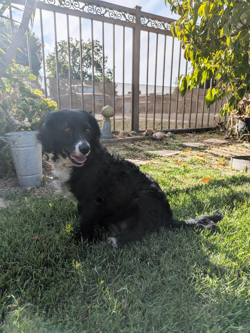 A young small-sized female Black Spaniel dog named Emmy for adoption in Lodi, CA