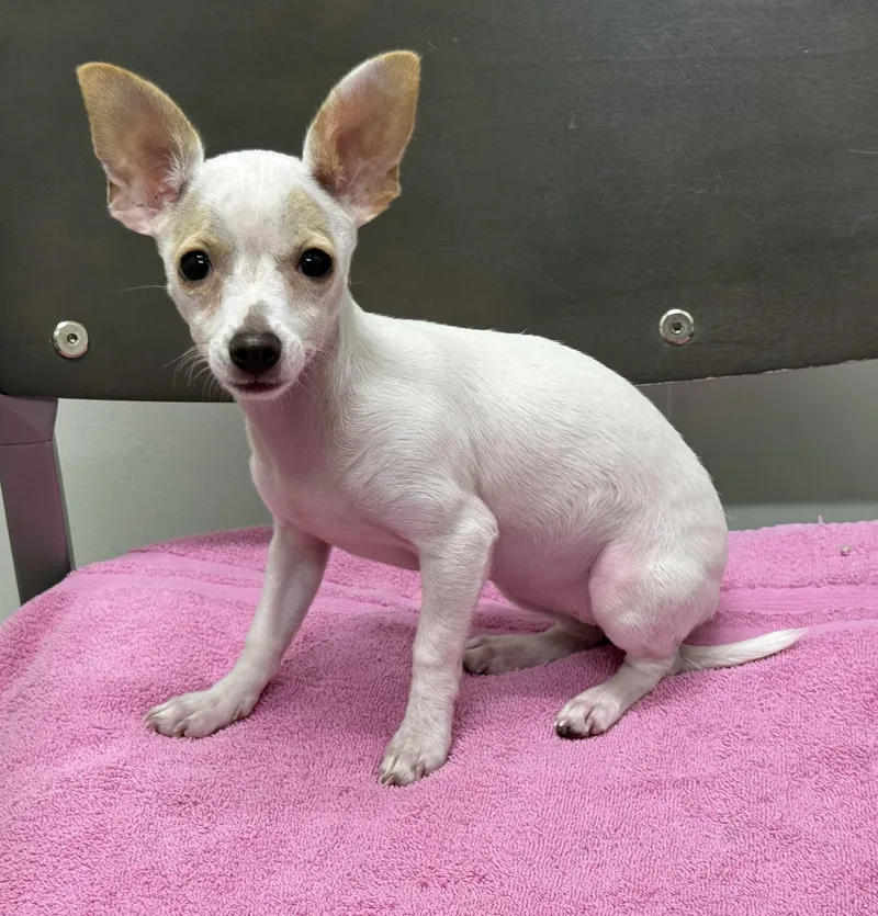 A baby small-sized female White / Cream Chihuahua dog named Carrie for adoption in Los Alamitos, CA