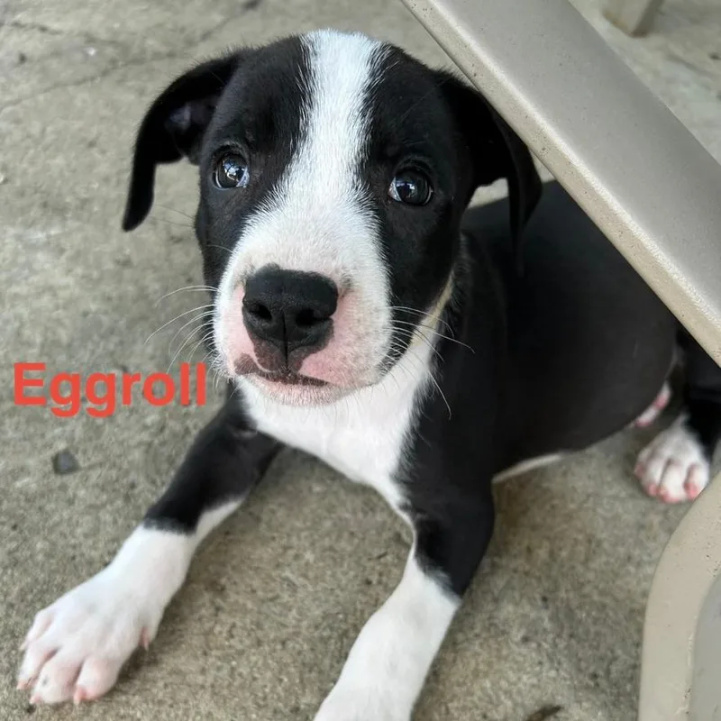Eggroll thumbnail 3
