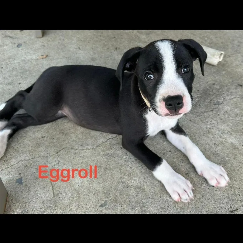 Eggroll thumbnail 4