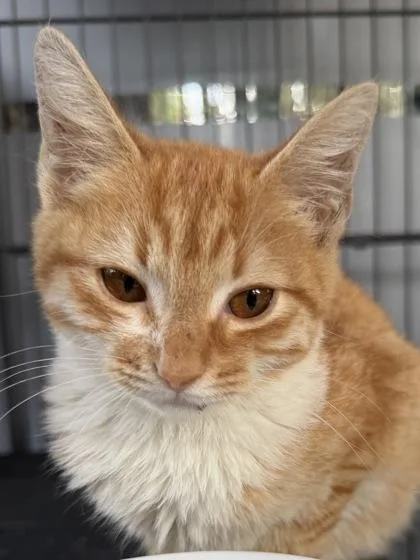 A baby small-sized female Domestic Short Hair cat named Pumpkin for adoption in Atlanta, GA