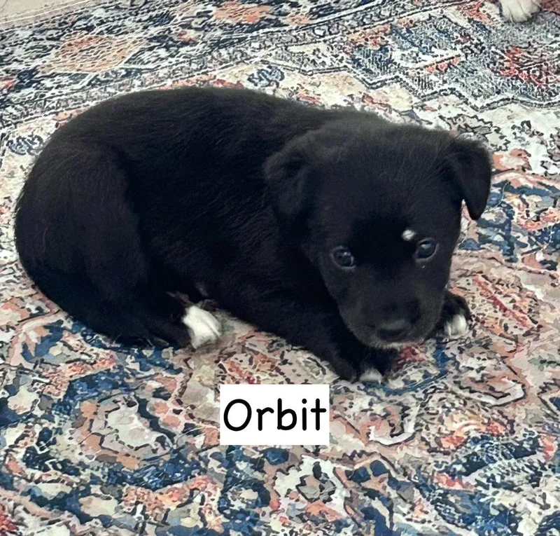 A baby medium-sized female Pit Bull Terrier dog named Orbit for adoption in GILBERTS, IL
