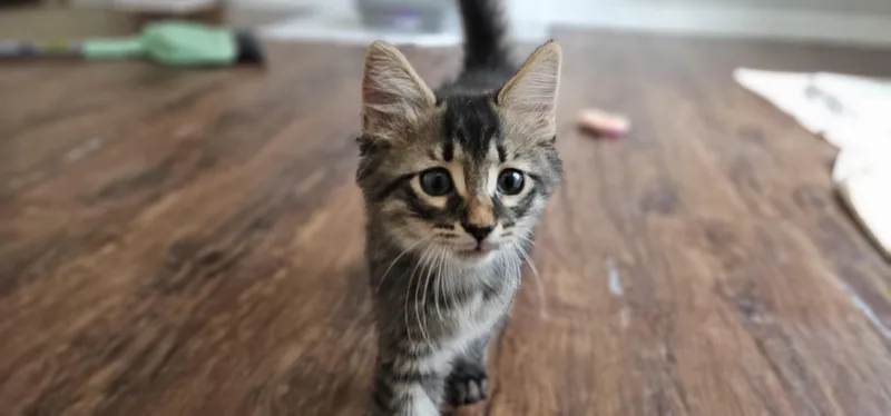 A baby small-sized male Tabby (Gray / Blue / Silver) Domestic Medium Hair cat named Raven for adoption in Weeki Wachee, FL