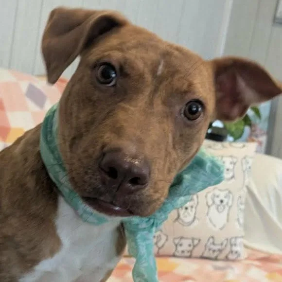A young medium-sized female Red / Chestnut / Orange Terrier dog named Elodie for adoption in Ozark, AL