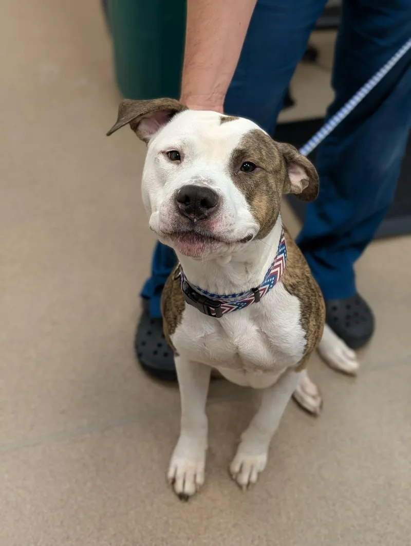 An adult large-sized male Brindle American Bulldog dog named Charlee for adoption in Chambersburg, PA
