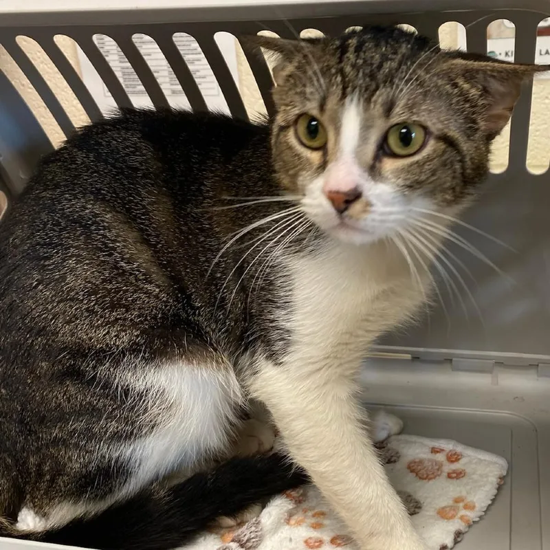 An adult medium-sized male Domestic Short Hair cat named Trace for adoption in Memphis, TN