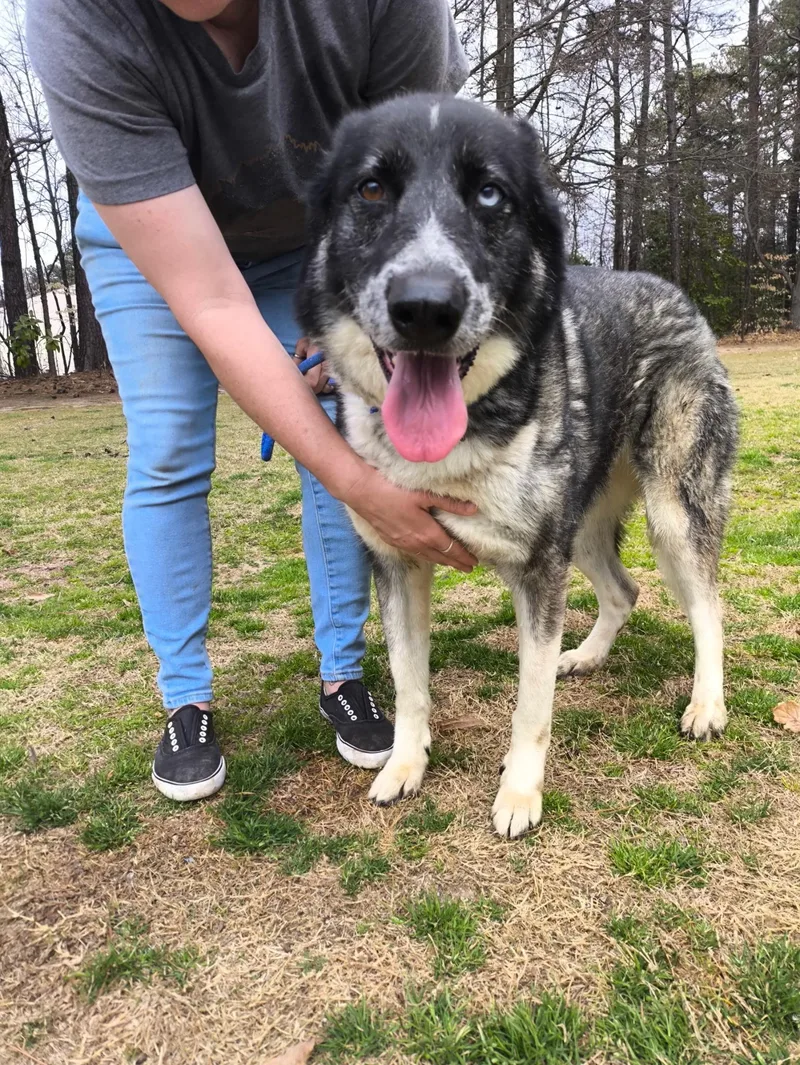 An adult large-sized female Black German Shepherd Dog dog named Penelope for adoption in Roswell, GA