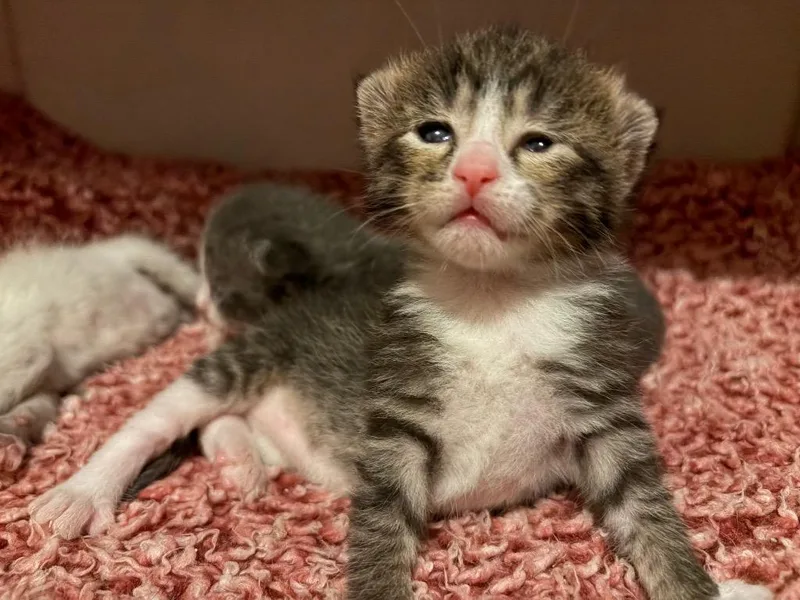 A baby small-sized male Domestic Short Hair cat named Kanga for adoption in Clinton, SC