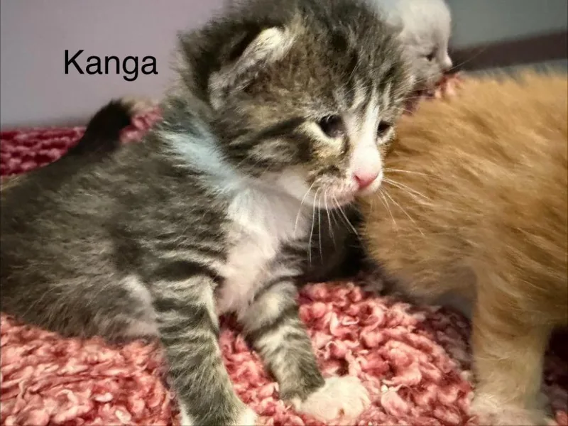 Kanga thumbnail 3