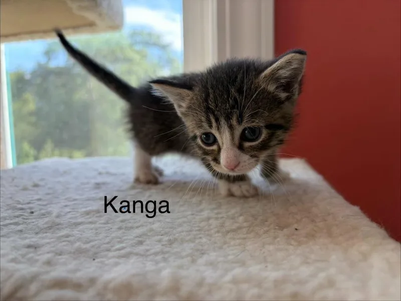 Kanga thumbnail 4