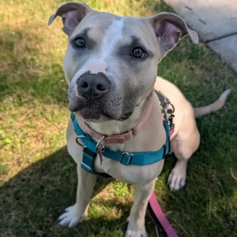 A young medium-sized female Apricot / Beige Pit Bull Terrier dog named Meeka for adoption in Detroit, MI