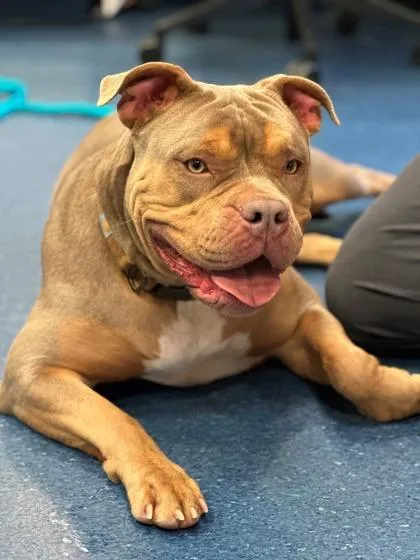 An adult extra large-sized female Pit Bull Terrier dog named Mia for adoption in King William, VA