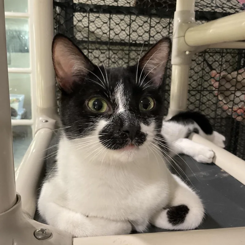 A young medium-sized female Black Domestic Short Hair cat named Lindsey for adoption in Los Angeles, CA