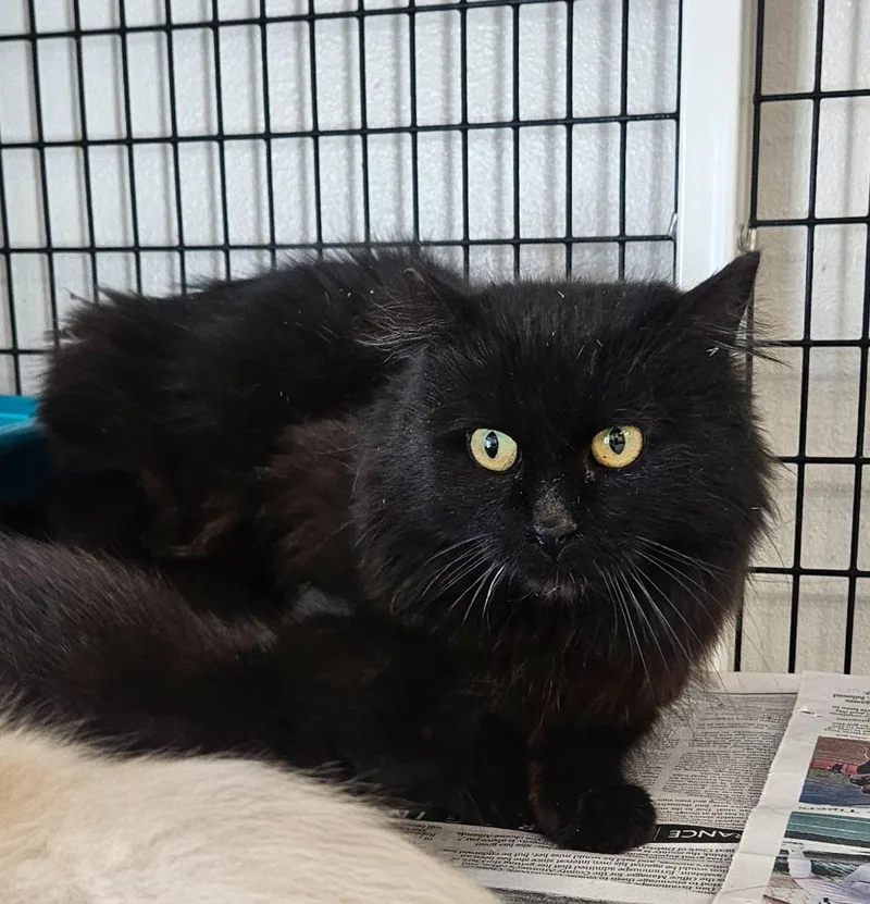 An adult medium-sized female Domestic Medium Hair cat named Black Corral Cat for adoption in Green River, WY