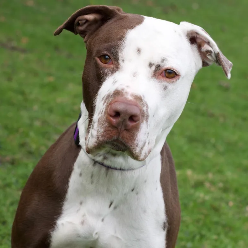 An adult large-sized female Brown / Chocolate Pit Bull Terrier dog named Harley Quinn for adoption in Deerfield, IL