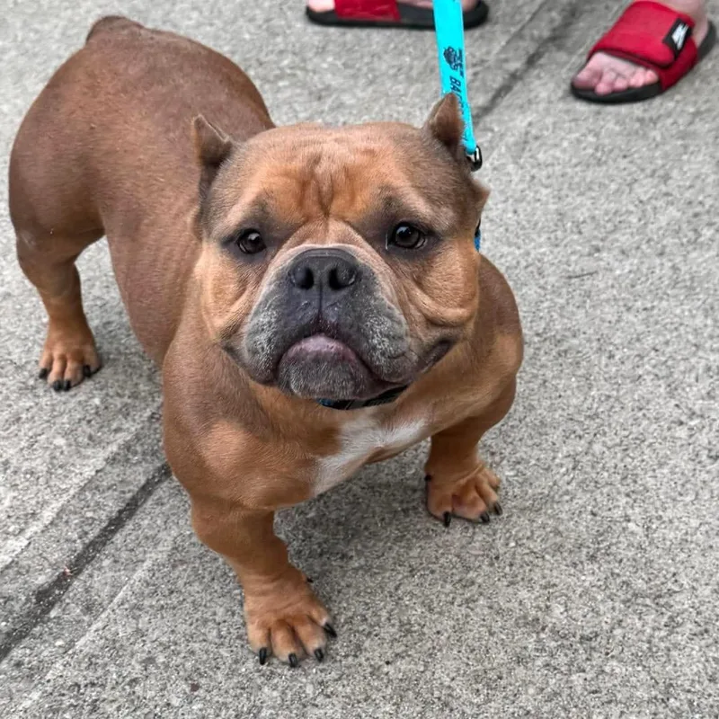 An adult medium-sized female Brown / Chocolate American Bully dog named Bo Derek for adoption in Huber Heights, OH
