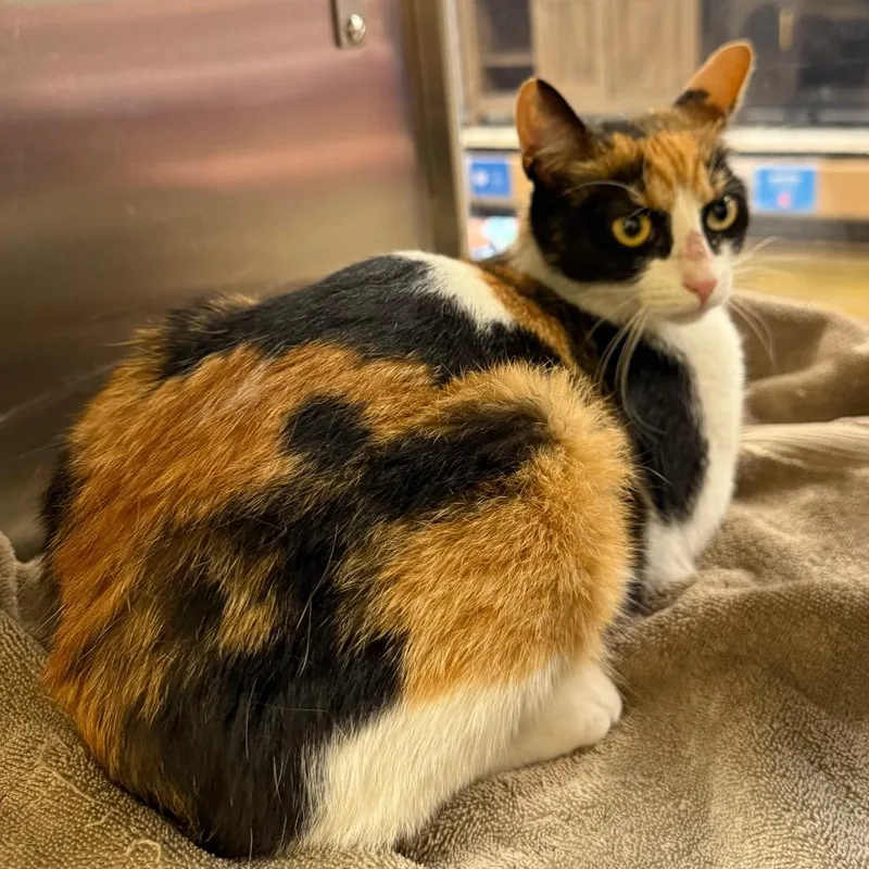 A young small-sized female Calico Domestic Short Hair cat named Hania for adoption in Hemet, CA