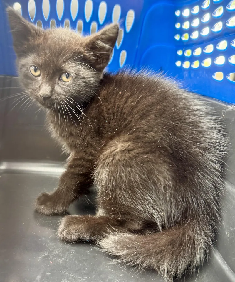 A baby medium-sized male Domestic Medium Hair cat named Matt the cat for adoption in Brick, NJ