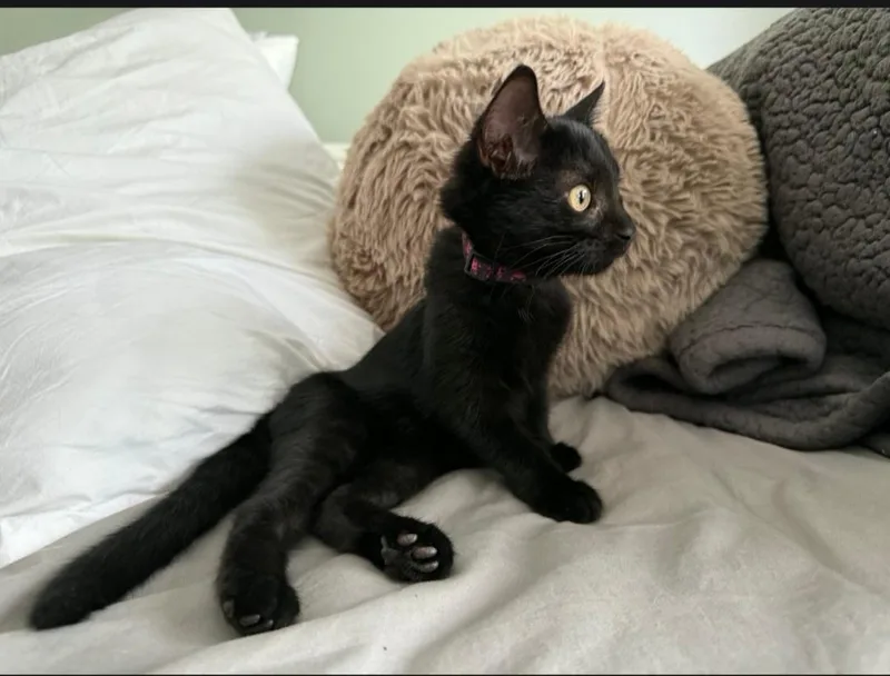 A baby medium-sized female Black Domestic Short Hair cat named Dora for adoption in Freemansburg, PA