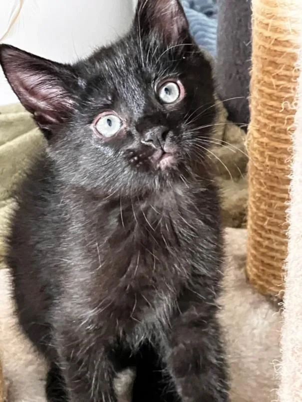 A baby small-sized female Domestic Short Hair cat named Susie for adoption in Santa Cruz, CA