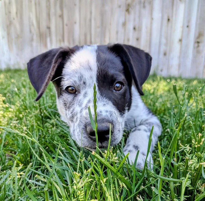 Duke Cash