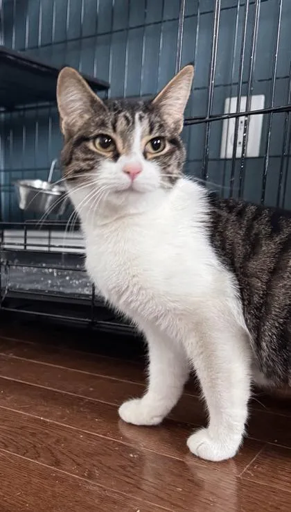 An adult medium-sized female Domestic Short Hair cat named Mini Hot Dog for adoption in Berwick, PA