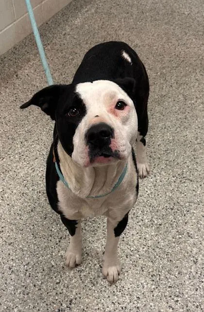An adult large-sized female Black Pit Bull Terrier dog named Fabulous for adoption in Kansas City, MO